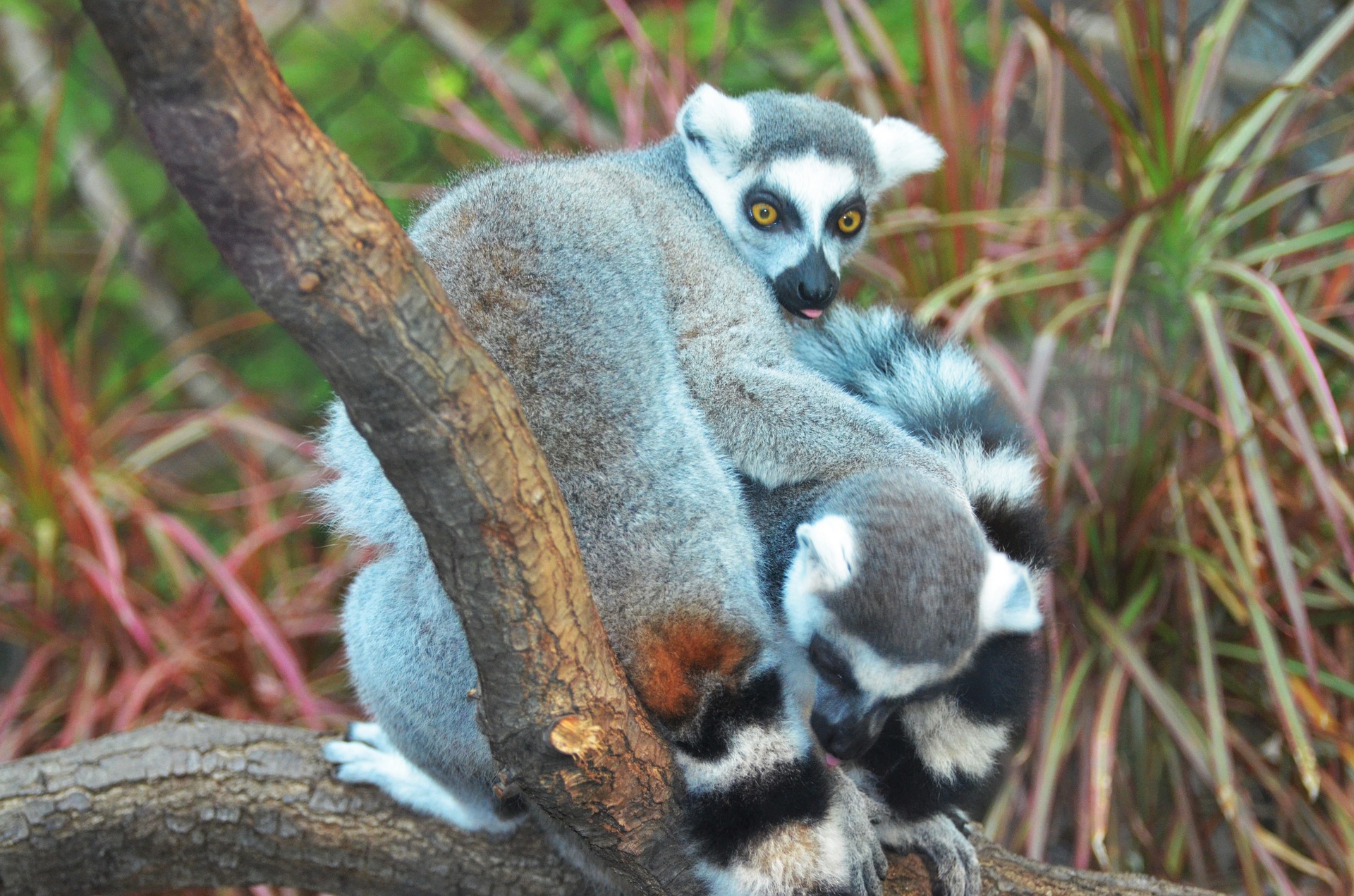 Madagascar